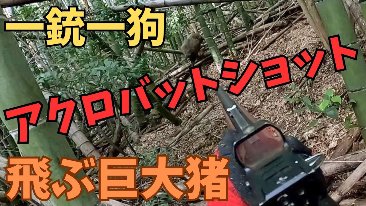 猟犬アスカが起こした巨大イノシシが飛んで来たので、撃って捕獲した単独狩猟/一銃一狗