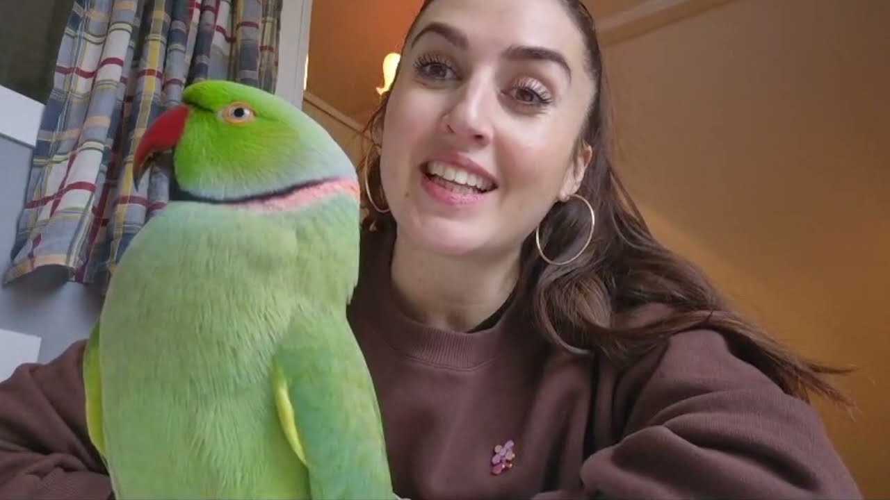 JE REPONDS À VOS QUESTIONS  -  KIWI PERRUCHE A COLLIER QUI PARLE 🥰