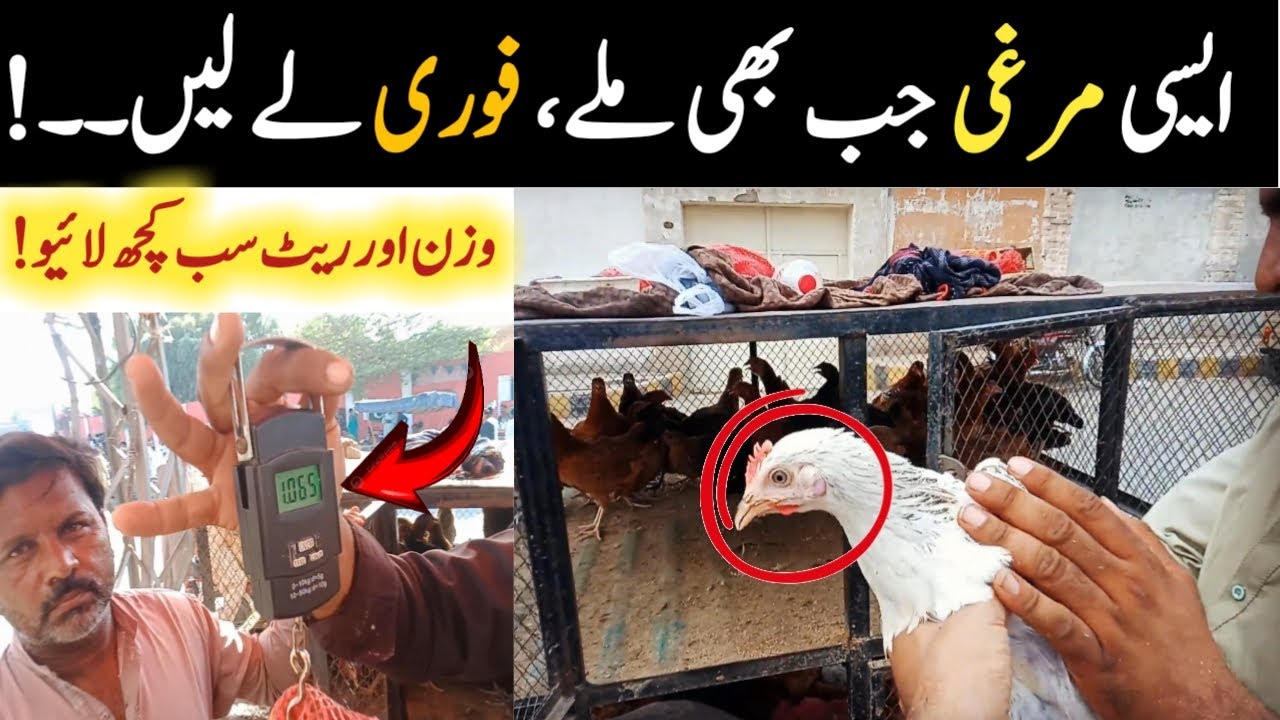 How to purchase hens from market? || Andy wali murghio ki pahchan market mein