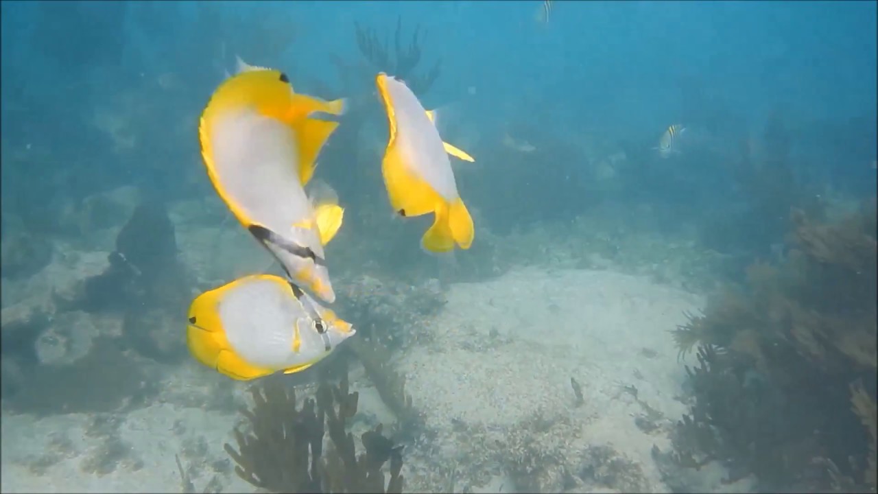 Great snorkeling at Barcelo Maya, Nikon Coolpix AW130