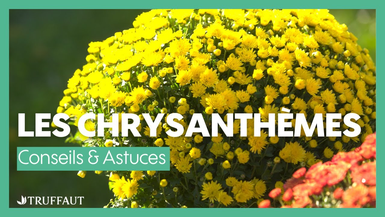 Les chrysanth&egrave;mes : bien planter et entretenir - Truffaut