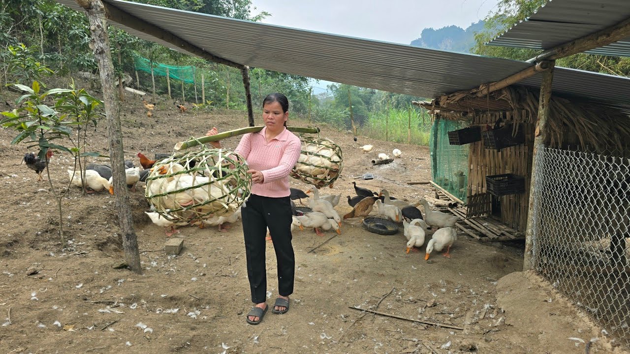 Knitting Bamboo Cages,Bring Ducks it to Market to  Sell / Triệu Ghển