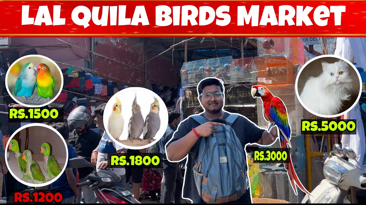 Birds Market | Lal quila Birds Market | Cheapest price Birds Market in Delhi | Delhi Birds Market