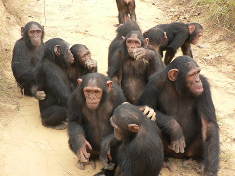 Foundations of an Evolutionary Sociology