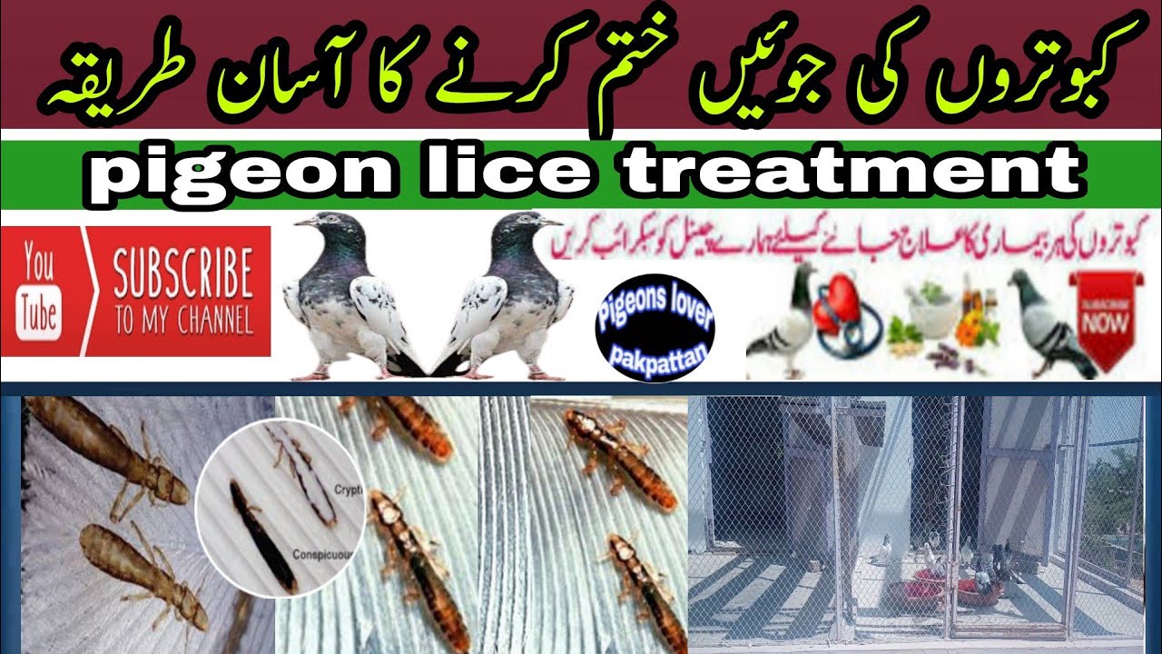 pigeons lice treatment !!کبوتروں کی جوئیں ختم کرنے کا آسان طریقہ