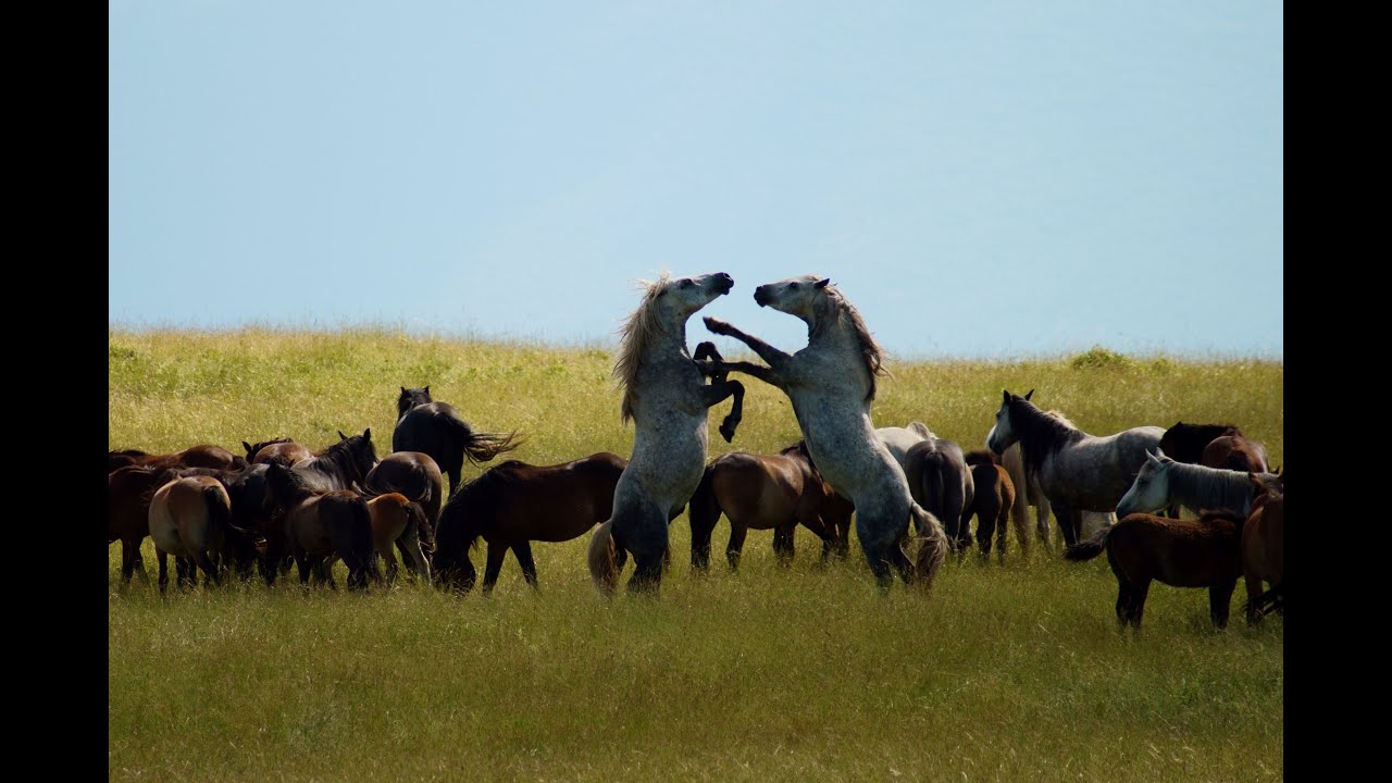 Wildhorses of Europe - Riot at the waterhole - Summertime trouble