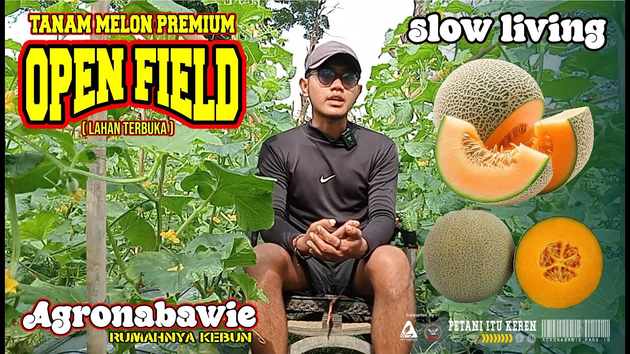 MENANAM MELON PREMIUM ~ Menanam di Open Field ( Lahan Terbuka ) ~ Tips & Trik