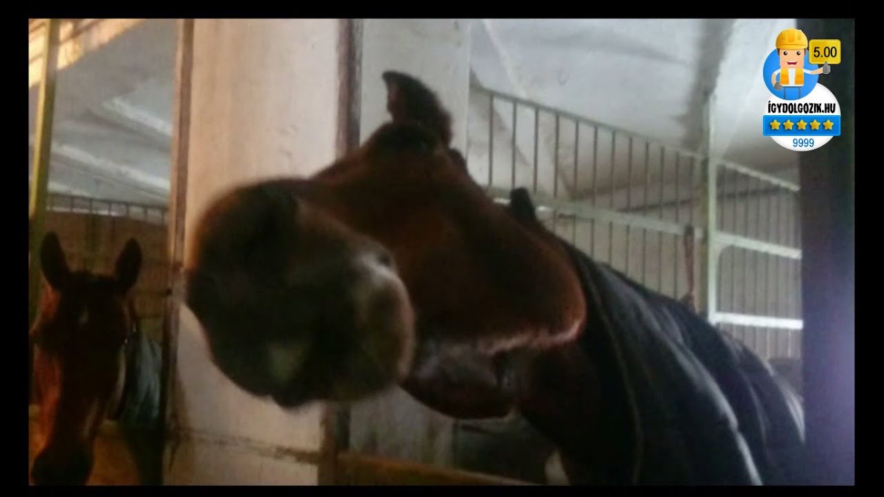 Simonpuszta az igydolgozik.hu-n