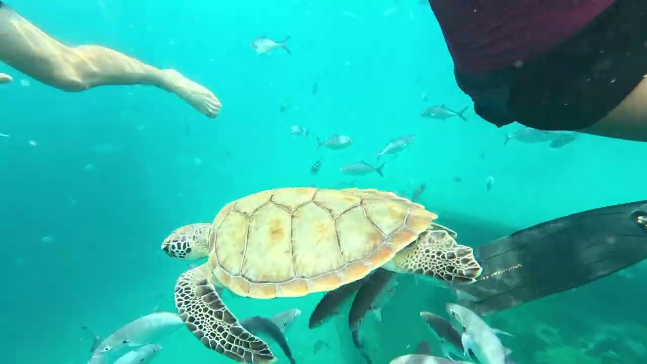 Pebbles Beach & Savvy on the Bay - Barbados - 8th June 2025