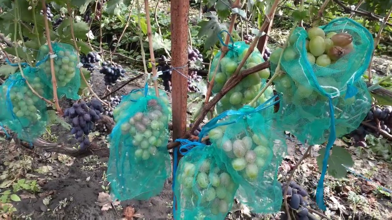 Виноград який тріщить, а який ні.
