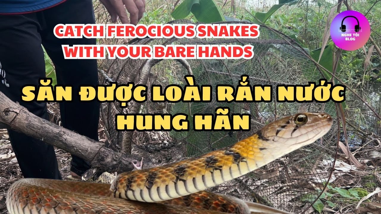 CATCH FEROCIOUS SNAKES WITH YOUR BARE HANDS | SĂN ĐƯỢC LOÀI RẮN NƯỚC HUNG HÃN