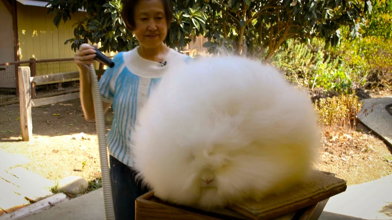 Record Breaking Rabbits: Angora Bunnies Get Blow-Dried