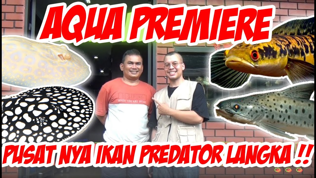 GREBEK AQUAPREMIERE TOKO IKAN PREDATOR SULTAN DAN LANGKA ! DARI RATUSAN RIBU HINGGA PULUHAN JUTA ADA