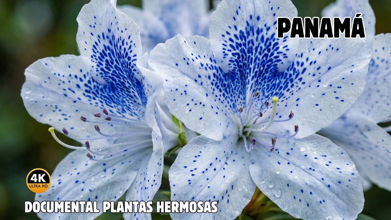 PANAMÁ: Paraíso de PLANTAS Maravillosas E INCRREÍBLES | DOCUMENTAL Parte 1
