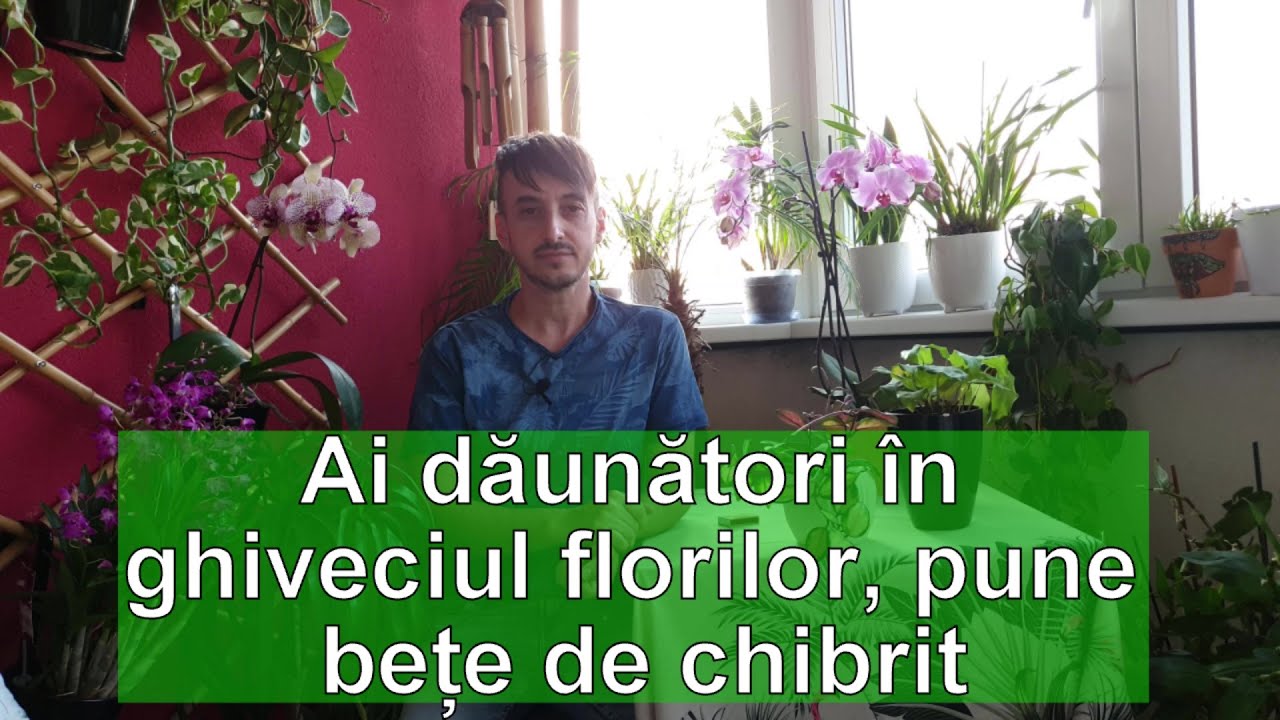 Ai daunatori in ghiveciul florilor, pune bete de chibrit