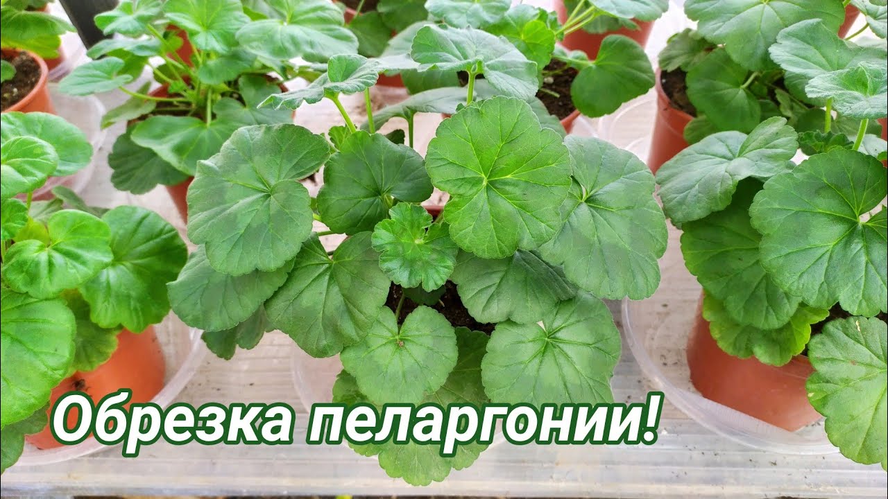 Обрезка, прищипка, формирование молодой пеларгонии (герани) для пышного куста!