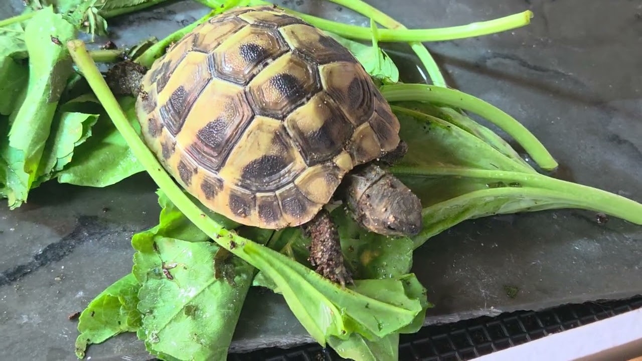 육지거북이 동헤르만 페리 밥먹는 영상 tortoise eating fresh leaves 