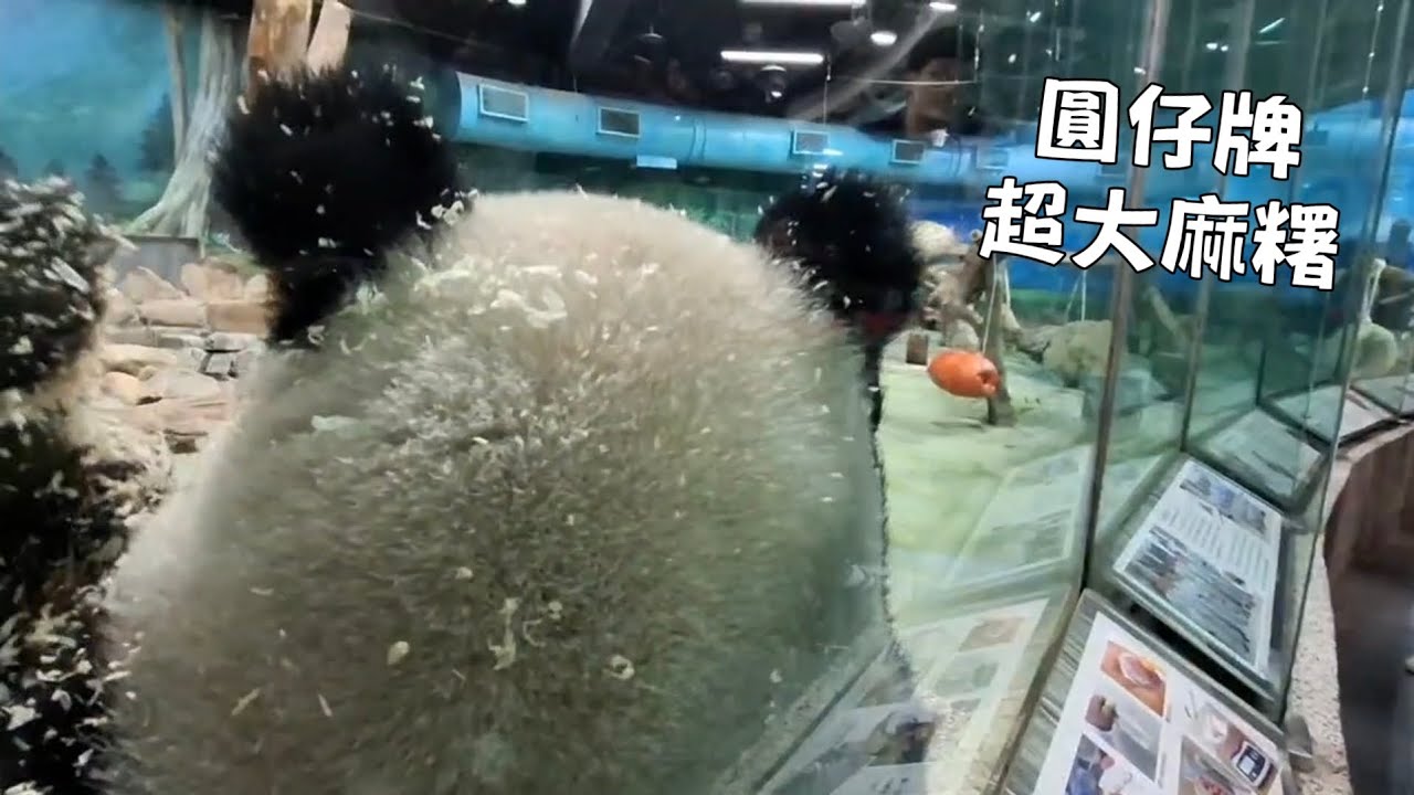 圓仔牌超大麻糬現作現吃 她的巨大熊頭差點撞到玻璃啦 玩累就躺平也太有個性😆 20250114 Taipei Zoo Panda Yuanzai