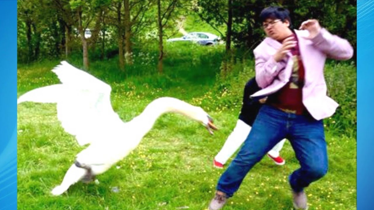 Man Gets Chased By A Bird and other Funny Bird attacks | Try Not to Laugh