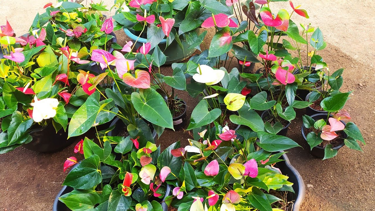 ඔන්න මල් පිරැණු බින් 6ක් ගෙනාවා .ඉවර වෙන්න කලින් වෙන් කරලා ගන්න පුළුවන් .ඔක්කොම මව් ගස් තමයි ගෙනාවේ