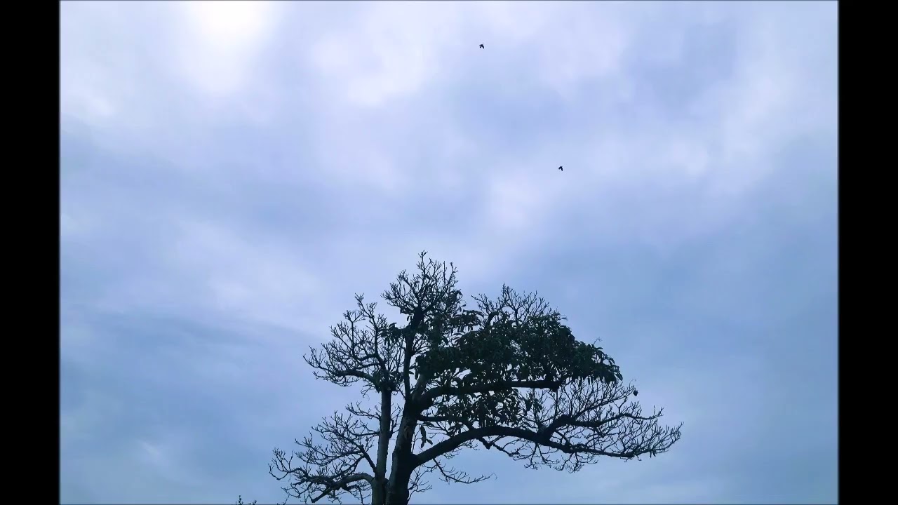 Mozart  Symphony in D major, K.73n(K95) ( j. schröder )