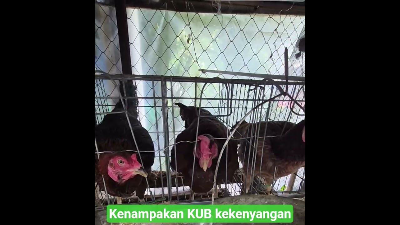 Ayam KUB skala rumahan #ternakrumahan #ayam #kandangayam #hobiternak #ayamkub