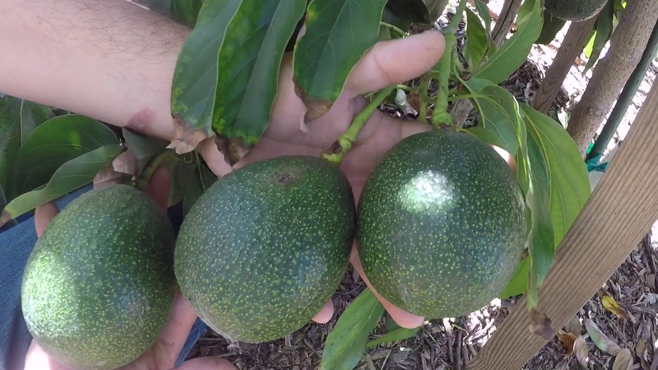 April backyard orchard tour part #1 😎 San Diego!