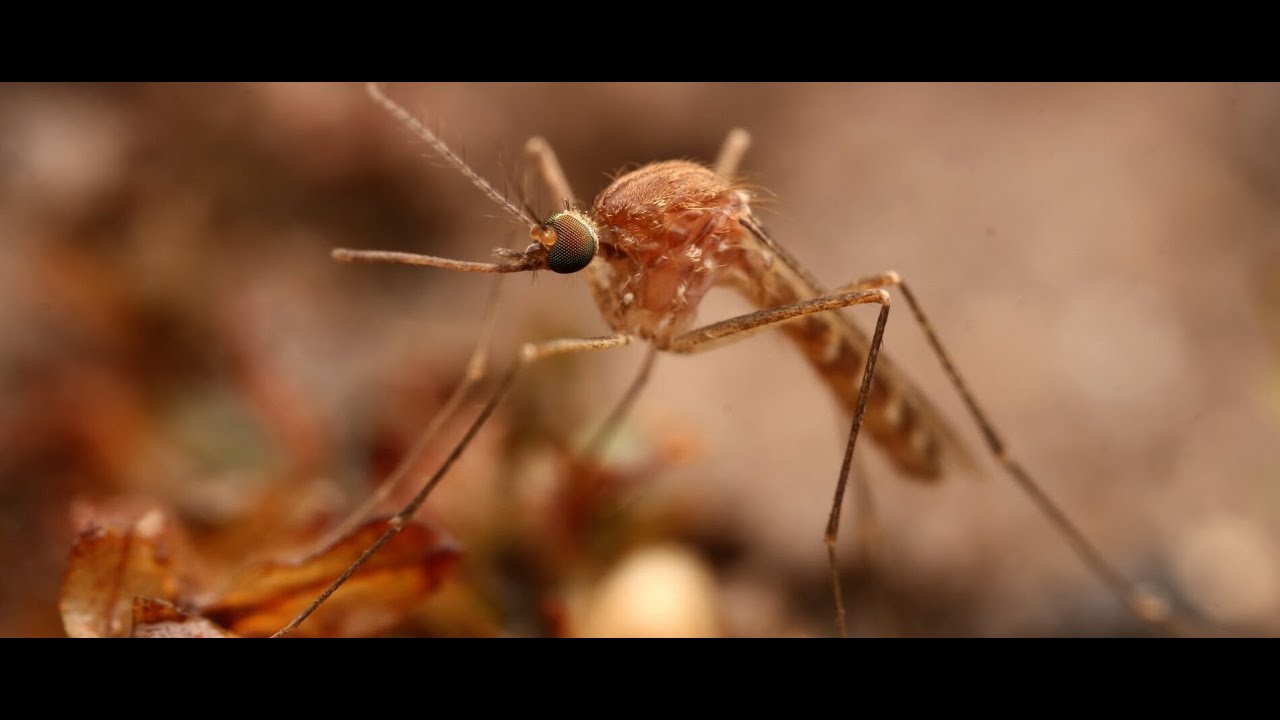 Mosquitoes: More than Monsters