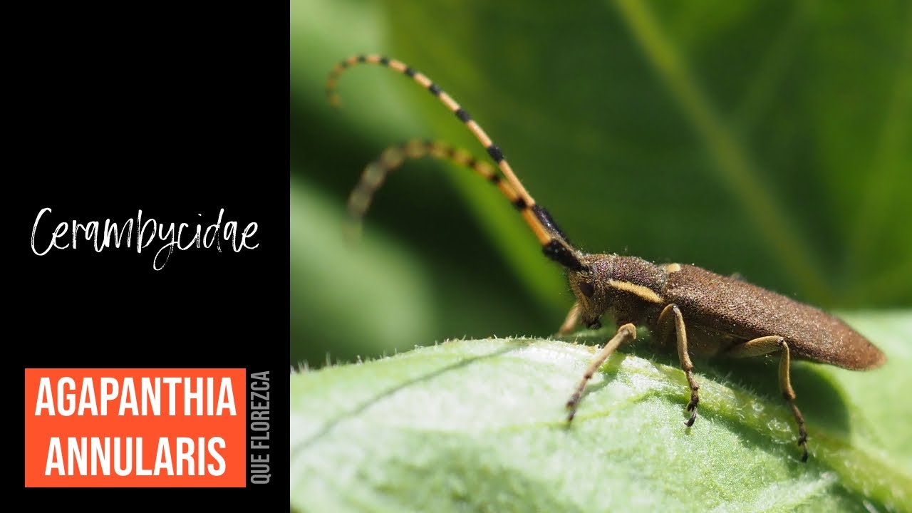 Cerambycidae - Agapanthia annularis