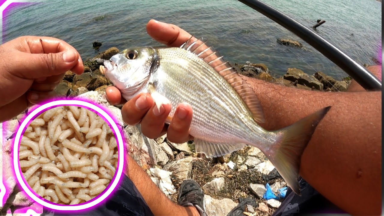 Pêche au Flotteur appât Asticot en Canal TGM (Daurade, Loup de mer ورقة و قاروص) @Bolognese