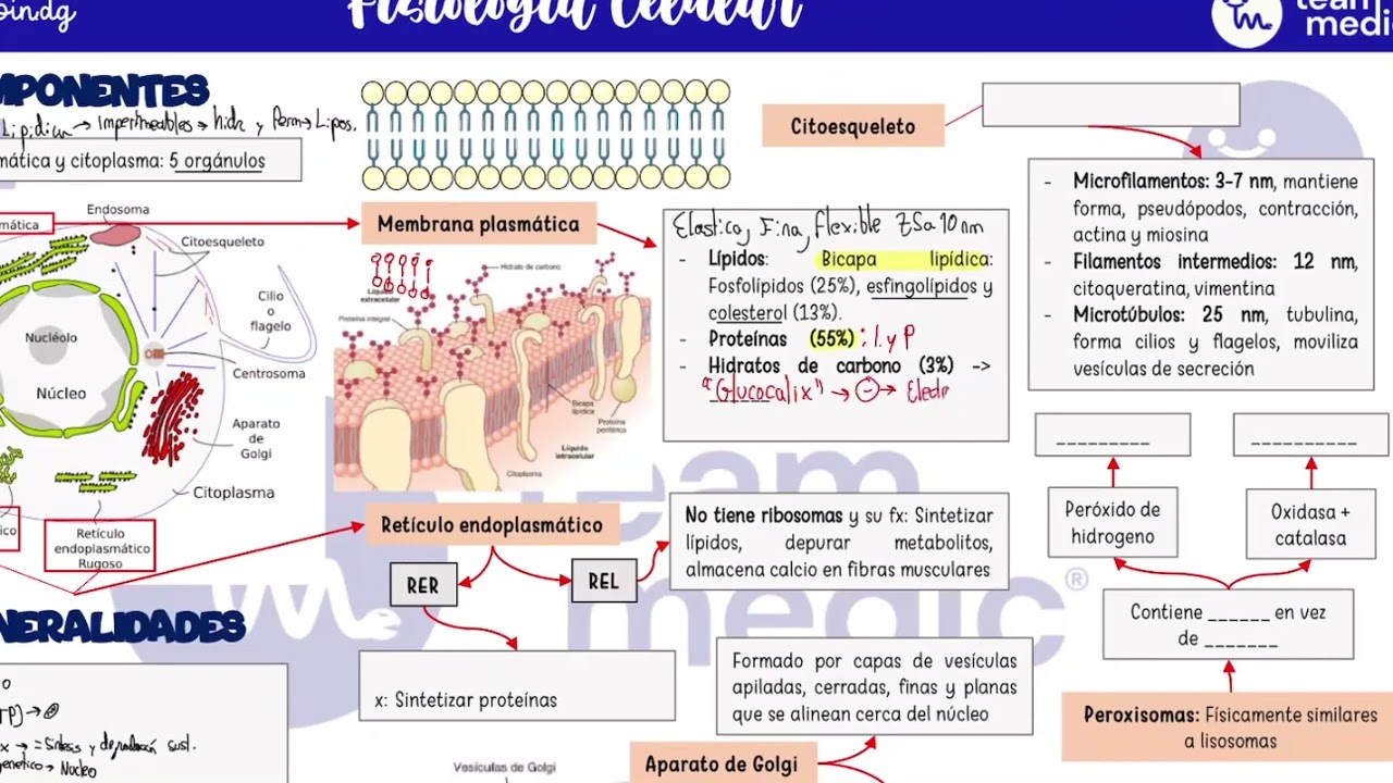 FISIOLOG&Iacute;A CELULAR
