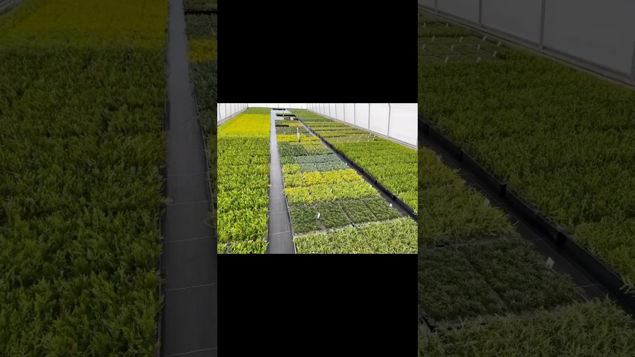 Thuja Smaragd, Tuja Szmaragd Szk&oacute;łka Krzew&oacute;w Ozdobnych Marcin Mojeścik - www.krzewy-sadzonki.pl
