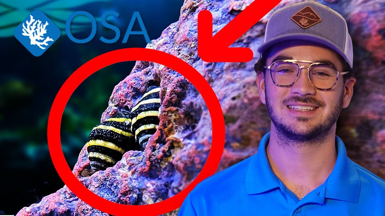 These Snails are CARNIVOROUS!