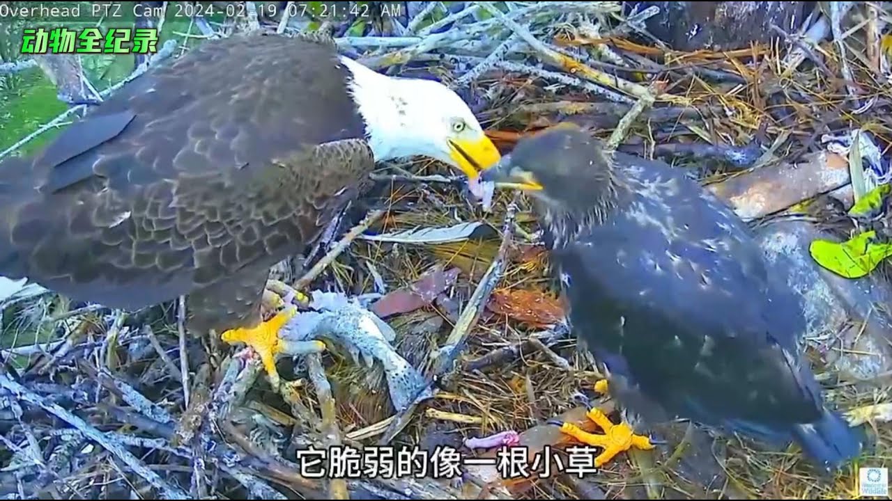 今天雕妈一早就带回了鱼，二毛高兴极了，看它吃得多开心！