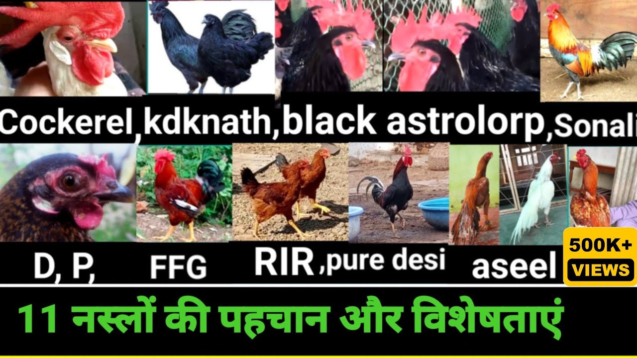 देसी की 11 नस्ल की जानकारी।।desi Murgi palan।। Desi poultry free range farming।। Murgi ke bachche।।