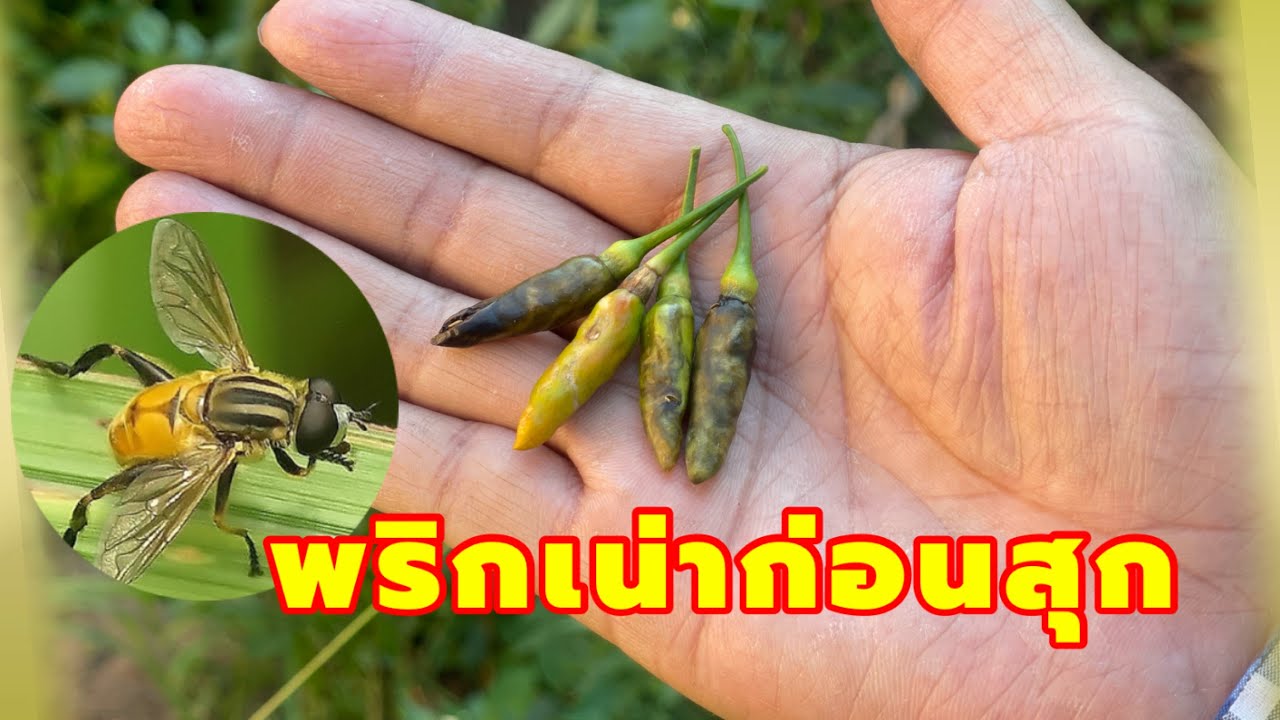 พริกเน่าก่อนสุก ปลูกไว้ไม่เคยได้กินเลย ลองวิธีนี้ดกดีกิ่งย้อย | เกษตรกรชาวบ้าน