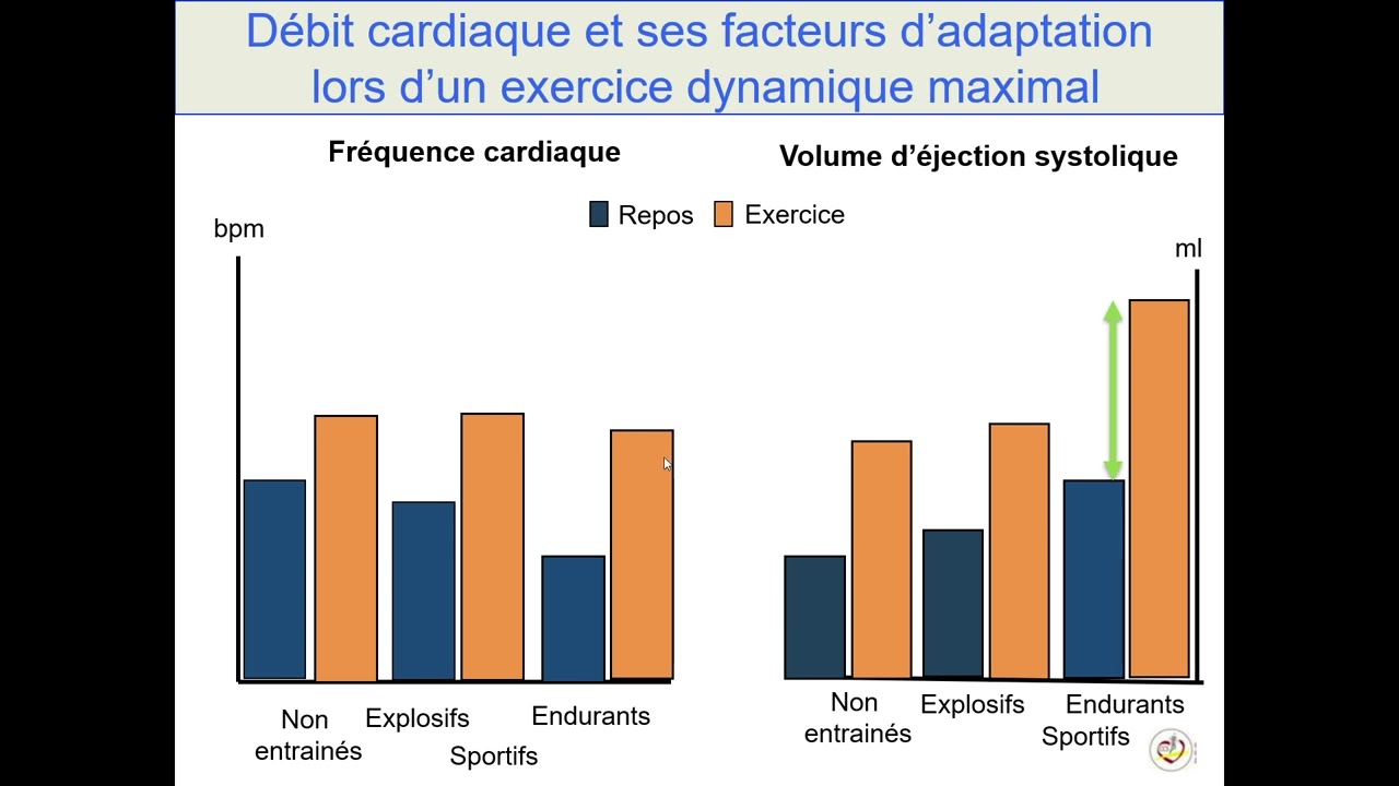 Comment optimiser la performance ?Le coeur et les vaisseaux
