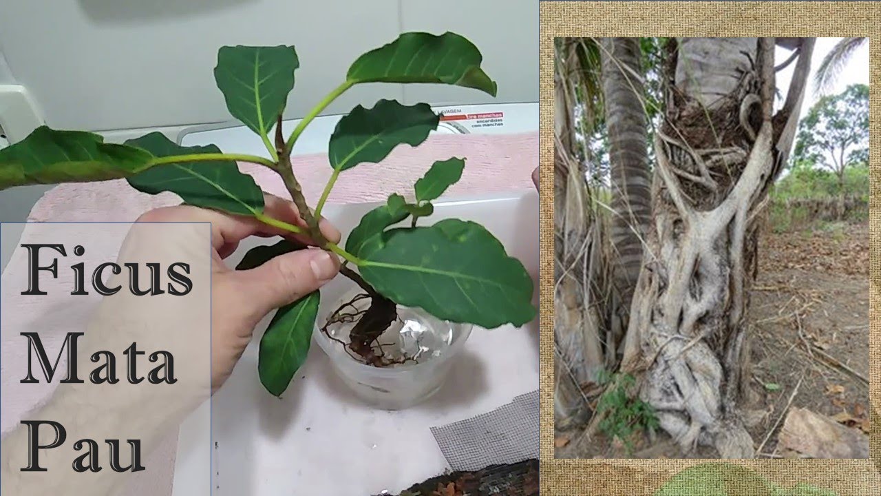 Fícus-Mata-Pau coletado de um muro – Bonsai de Apartamento