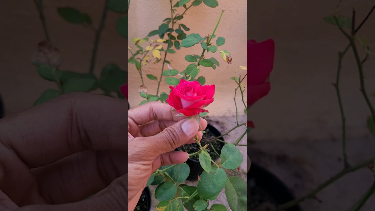 NPK #fertilizer for #rose