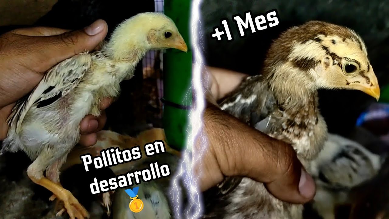 Desarrollo de pollitos 🐥 Primer mes 🙏🥇