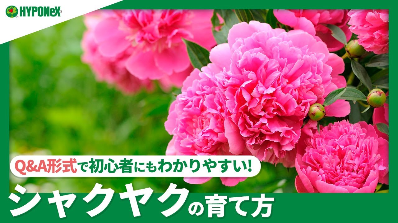 ☘69：シャクヤクの育て方｜きれいな花を咲かせるには？植えつけの方法や日々の管理、摘心や摘蕾などもご紹介【PlantiaQ&A】植物の情報、育て方をQ&A形式でご紹介