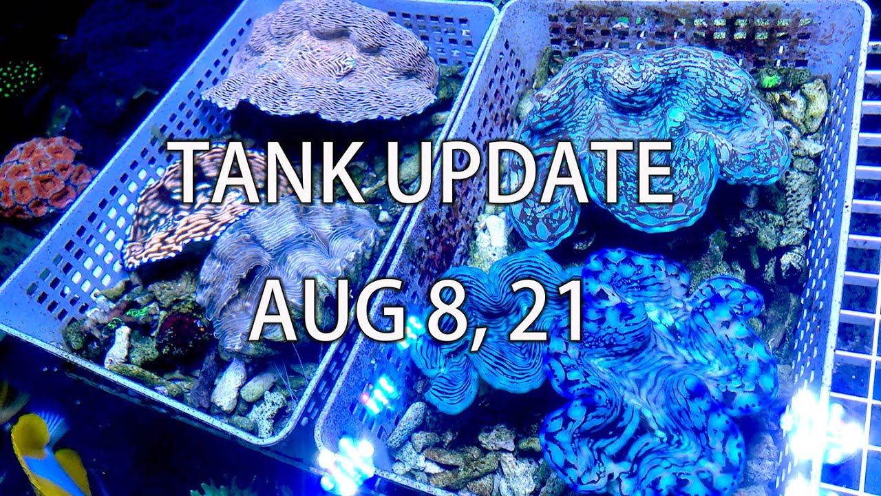 TANK UPDATE WITH BLUE SQUAMOSA CLAM TRIO