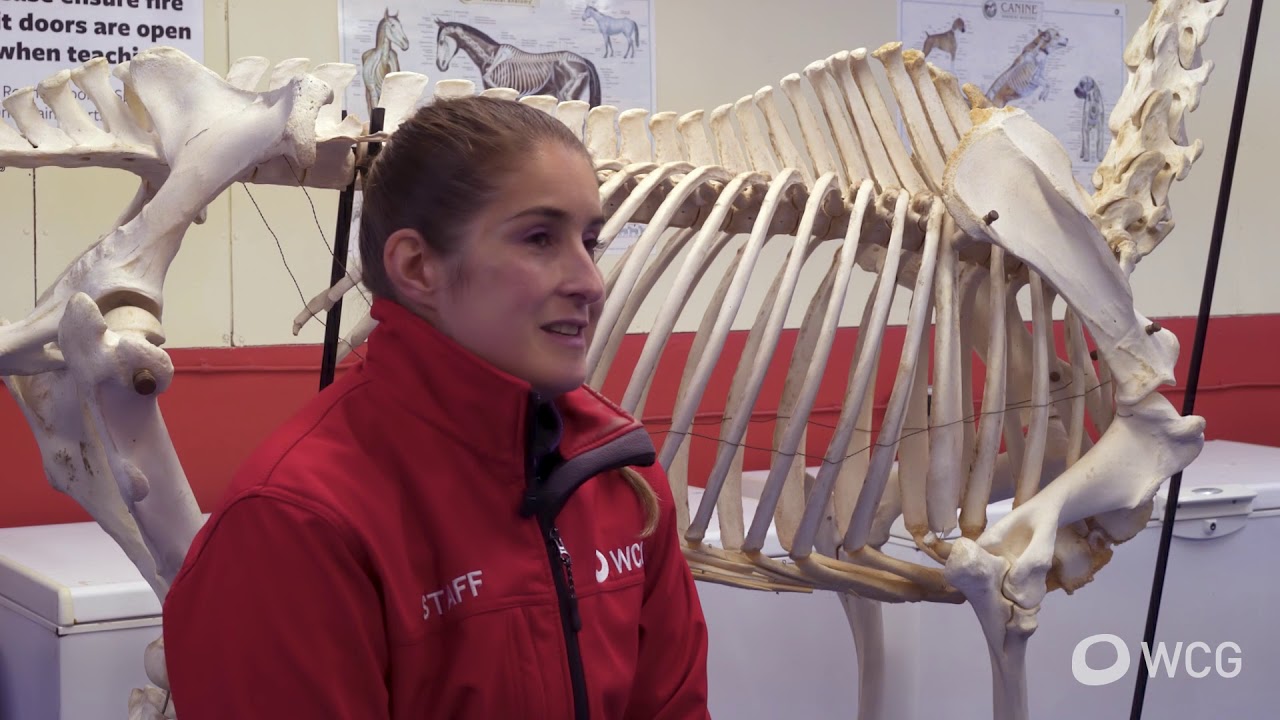 Animal, Veterinary and Equine Degrees at WCG