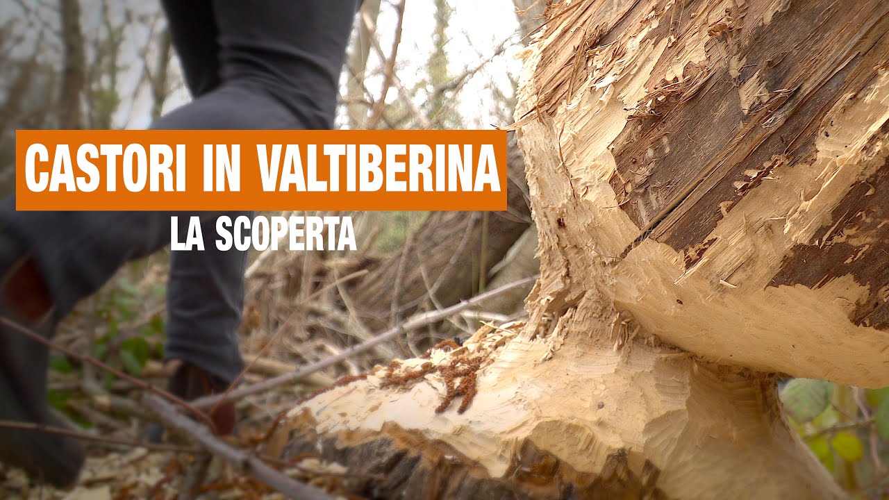 Castori in Valtiberina, la scoperta