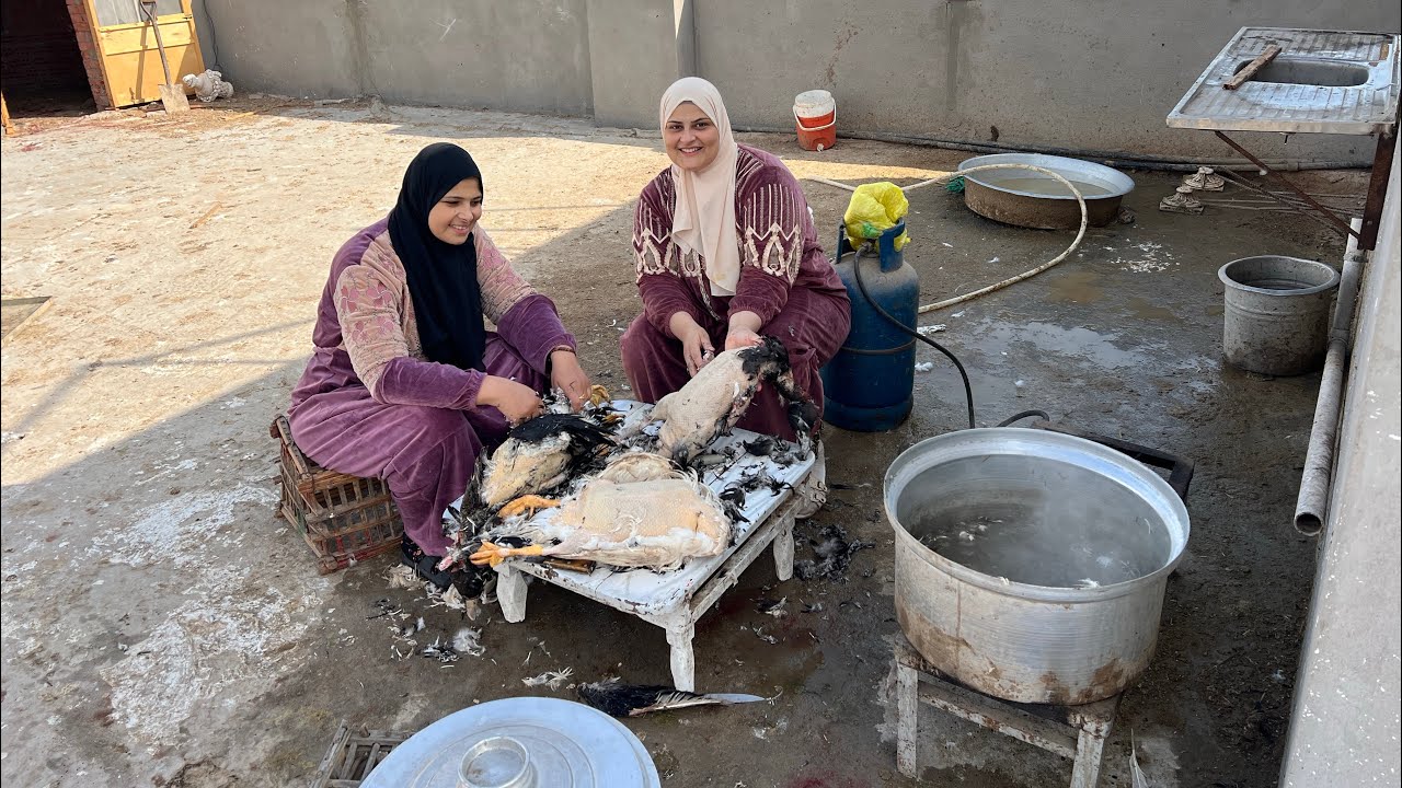 وأخيراً  هندبح طيور القصر🏡🐓🦆يوم كله مطر 🌧️ اللهم أنزل شفاءك على كل مريض 🤲اللهم صيبا نافعا 🤲