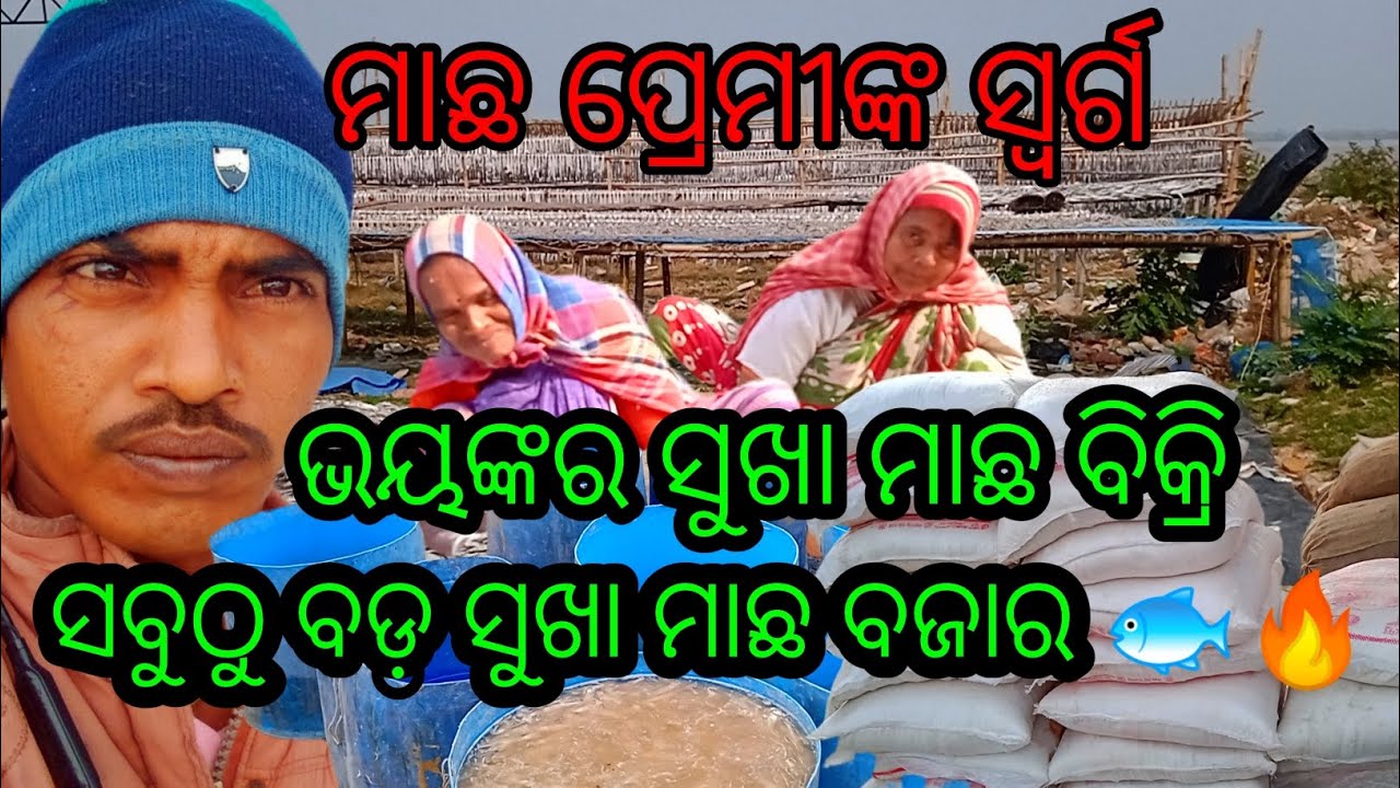 ସବୁଠୁ ବଡ଼ ସୁଖା ମାଛ ମାର୍କେଟ 🐟🔥 | Wholesale Dry Fish Market @odiapouanakul