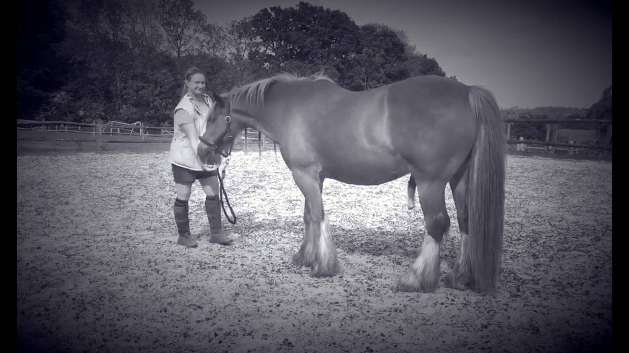Horse Clicker Training - Backing Up Training