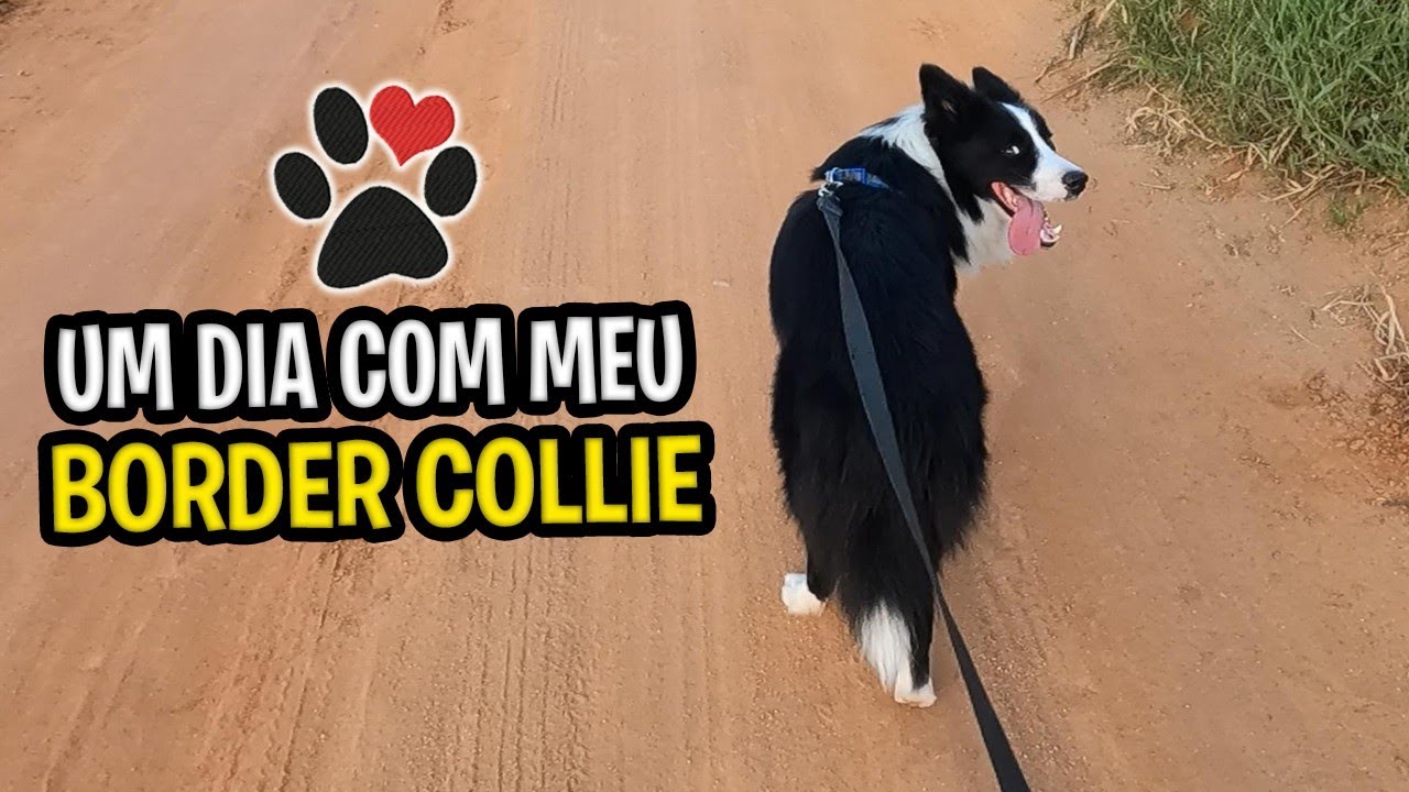 Um dia comigo e meu border collie | Tudo que fazemos desde o acordar até o dormir