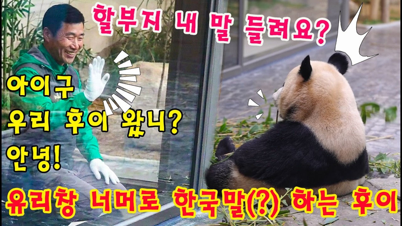 맙소사!!💥 우리 후이바오, 이제 할부지랑 말도 통하는 걸까요?💨😱  유리창 앞에서 웅얼웅얼... 강할부지도 깜짝 놀란 후이의 속마음을 확인해보세요!👀
