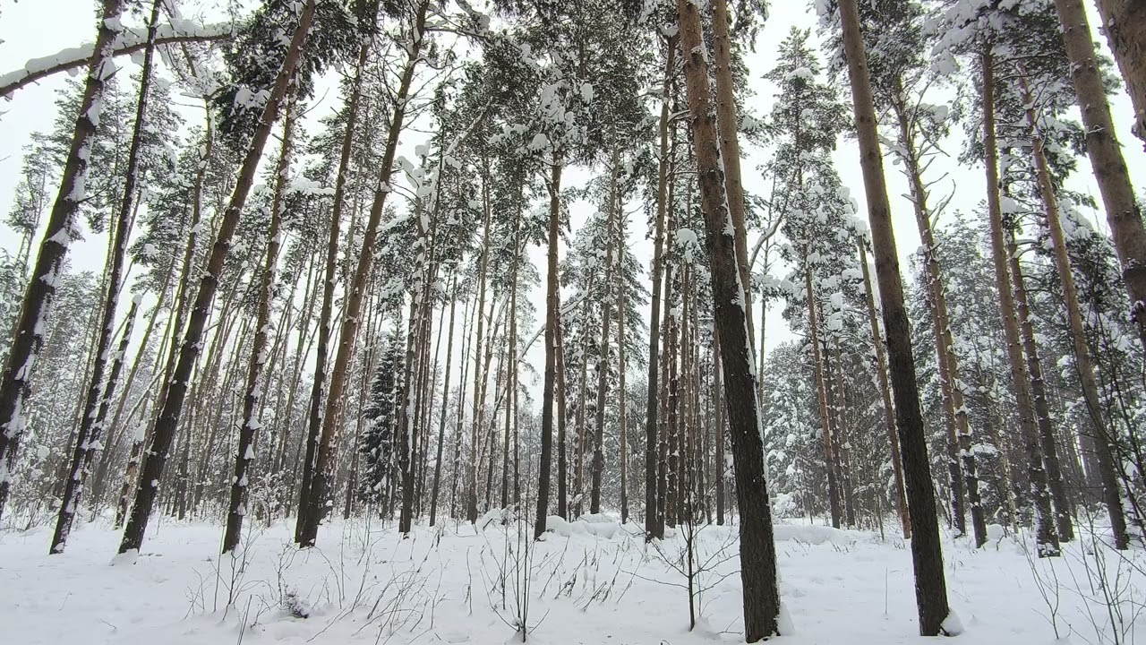 Заснеженный лес. ч.2. Февраль 2026